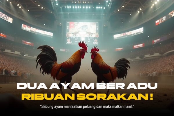 Membongkar Fenomena Sabung Ayam: Budaya, Strategi, dan Kontroversi