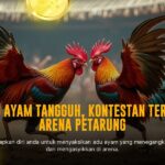 SV388 Sabung Ayam: RTP dan Odds Terbaik untuk Petarung Andal