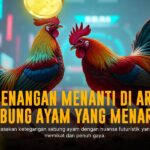Mengenal Ayam Bangkok, Raja Sabung Ayam Paling Tangguh
