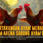Mengenal Jenis Ayam Bangkok SV388: Raja Sabung Ayam Online