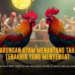 Menjelajahi Ayam Bangkok: Raja dari Sabung Ayam Online