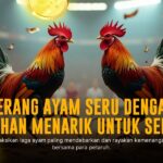 Mengenal Ayam Bangkok: Raja Sabung Ayam dengan Kekuatan Luar Biasa