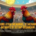 Rahasia Tarung Ayam Bangkok di SV388: Peluang dan Strategi Menang