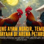 Duel Sengit Ayam Bangkok di Arena SV388