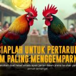 Mengenal Ayam Bangkok Pro: Raja Sabung Ayam Online