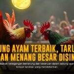 Membedah Ayam Bangkok dalam Sabung Ayam Online SV388