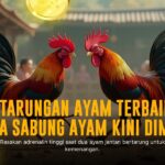 Mengenal Ayam Bangkok: Raja Sabung Ayam Indonesia