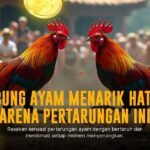 Mengenal Jenis Ayam Bangkok Unggulan Dalam Sabung Ayam SV388