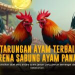 Kenali Ayam Bangkok: Raja Sabung Ayam dengan SV388